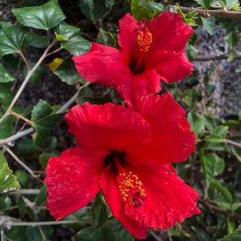 Hibiscus rosa-sinensis 'Brilliant' 