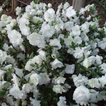Rhododendron 'Tom Koenig' 