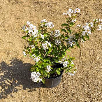 Lagerstroemia indica 'French Vanilla' 