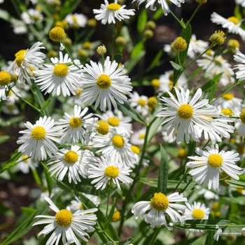 Boltonia asteroides