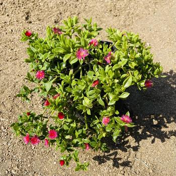 Delosperma dyeri