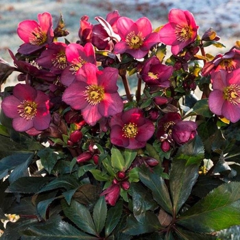 Helleborus 'Ice 'n Roses® Red' PP28296