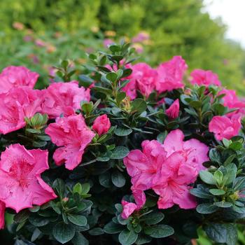 Rhododendron 'Perfecto Mundo Epic Pink®'