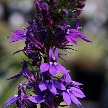 Lobelia x gerardii 'Vedrariensis' 