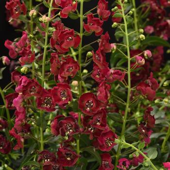 Angelonia angustifolia