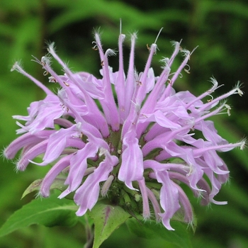 Monarda fistulosa