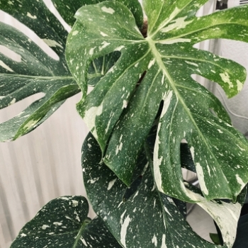 Monstera deliciosa 'Thai Constellation' 