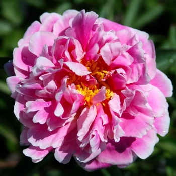 Paeonia 'Koningin Wilhelmina' 