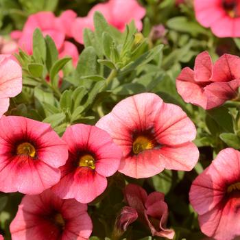 Calibrachoa 'Bloomtastic Chili Pepper' 