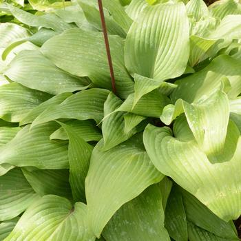 Hosta 'Red October' 