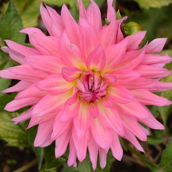 Dahlia MegaBloom XXL 'Pink Lemonade'