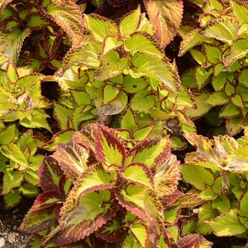 Coleus 'Velvet' 