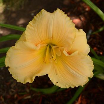 Hemerocallis 'Siloam Rainbow Magic'