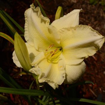 Hemerocallis 'Magic Happens'