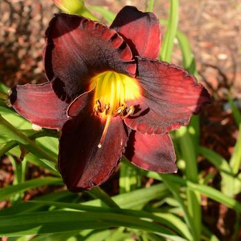 Hemerocallis 'Midnight Magic'