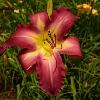 Hemerocallis 'Swallows in Flight' 