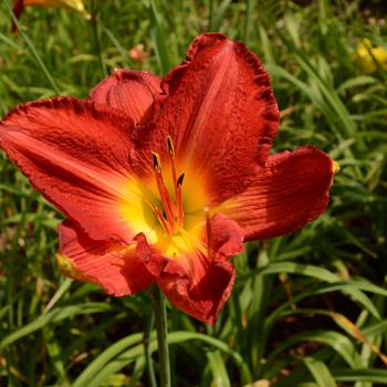 Hemerocallis 'Red Hawk'