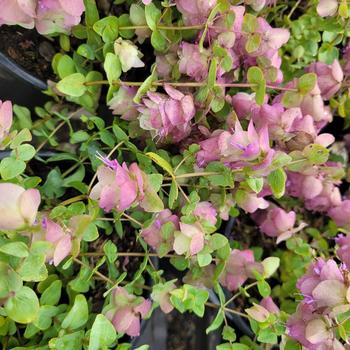 Origanum vulgare 'Kent Beauty' 