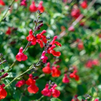 Salvia 'Maraschino' 