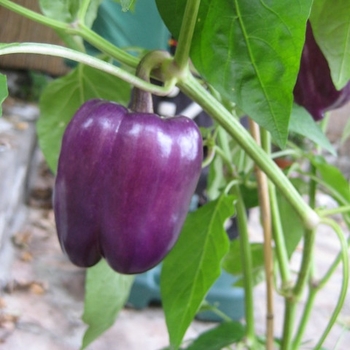 Capsicum annuum 'Purple Beauty' 