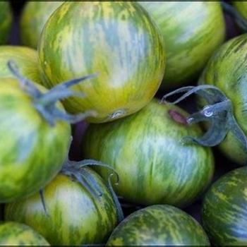 Lycopersicon esculentum 'Green Zebra' 