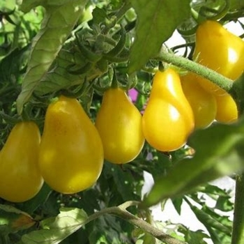 Lycopersicon esculentum 'Yellow Pear' 