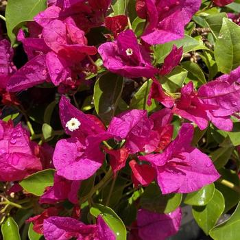 Bougainvillea 'Monka' 