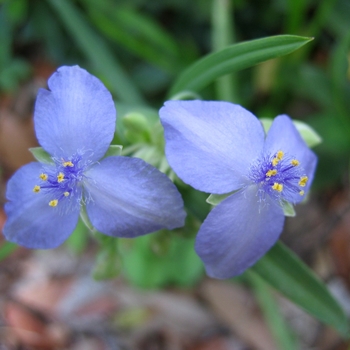 Tradescantia Andersoniana Group 'Ocean Blue' 