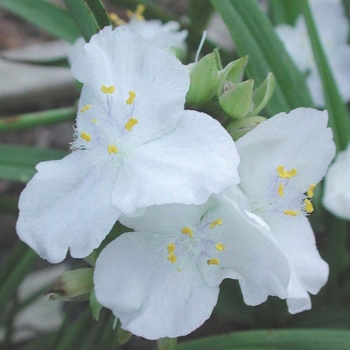 Tradescantia Andersoniana Group 'Innocence' 