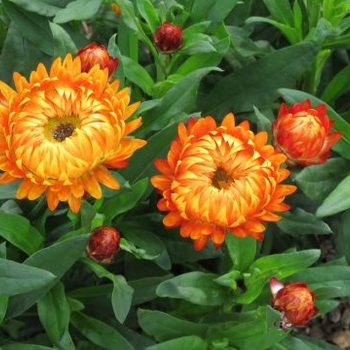 Bracteantha bracteata