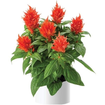 Celosia spicata 'Fire Orange' 