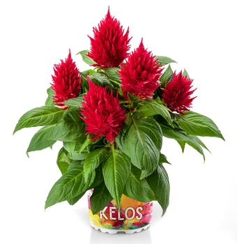 Celosia spicata