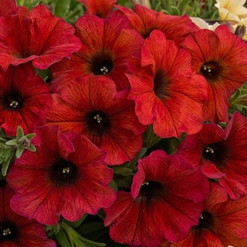 Petunia 'Bordeaux' 