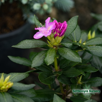Rhododendron 'English Roseum' 