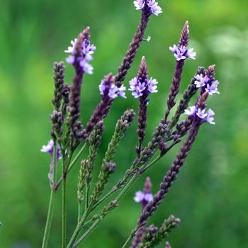 Verbena hastata