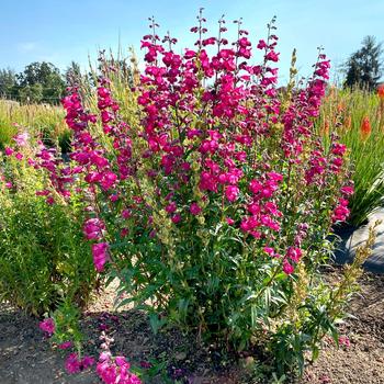 Penstemon 'Parade of Parrots' 