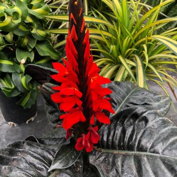 Aphelandra squarrosa Nova® 'Fuego'