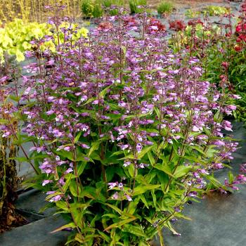 Penstemon Nova® 'Twlight'