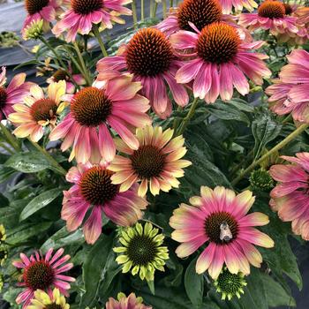 Echinacea Kismet® 'Pink Lemonade'