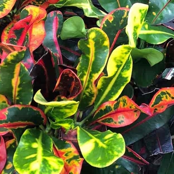 Codiaeum variegatum 'Mammy' 