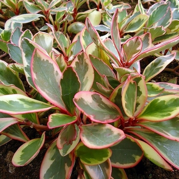 Leucadendron 'Cloudbank Ginny' 