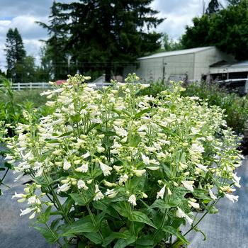 Penstemon Nova® 'Pearl'