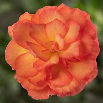 Begonia tuberhybrida Limitless™ Sorbet