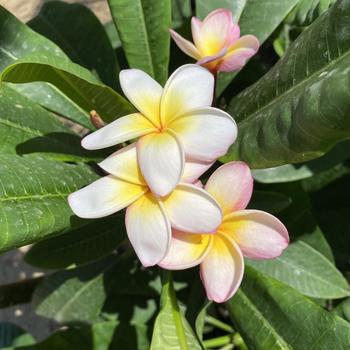 Plumeria rubra