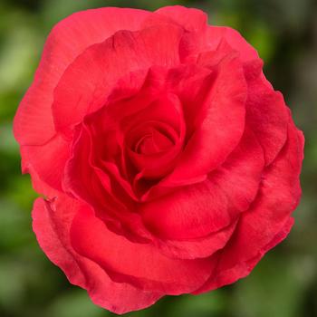 Begonia tuberhybrida