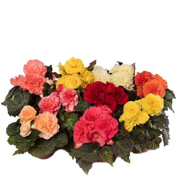 Begonia tuberhybrida Limitless™ Mix