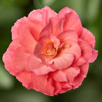 Begonia tuberhybrida