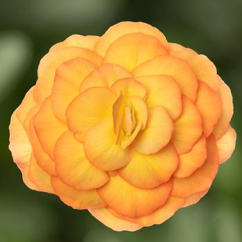 Begonia tuberhybrida Limitless™ Sunset