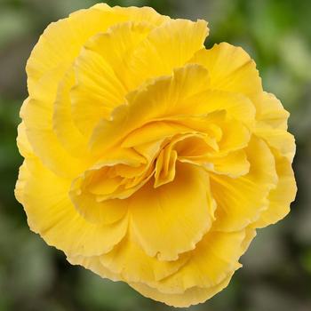 Begonia tuberhybrida Limitless™ Yellow