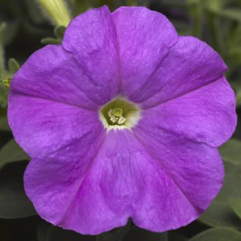 Petunia milliflora